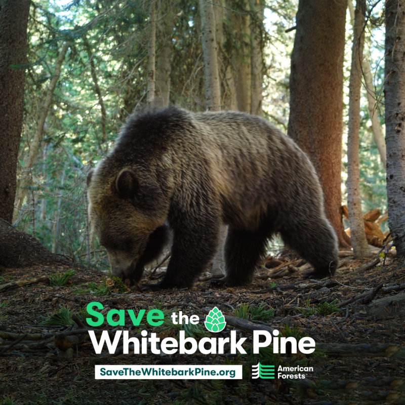 We helped American Forests raise awareness for the threatened Whitebark Pine and caught Leonardo DiCaprio’s attention in the process.